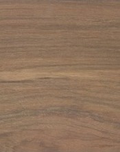 Liberte 610 CARYA HICKORY