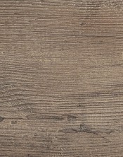 Pine 4205